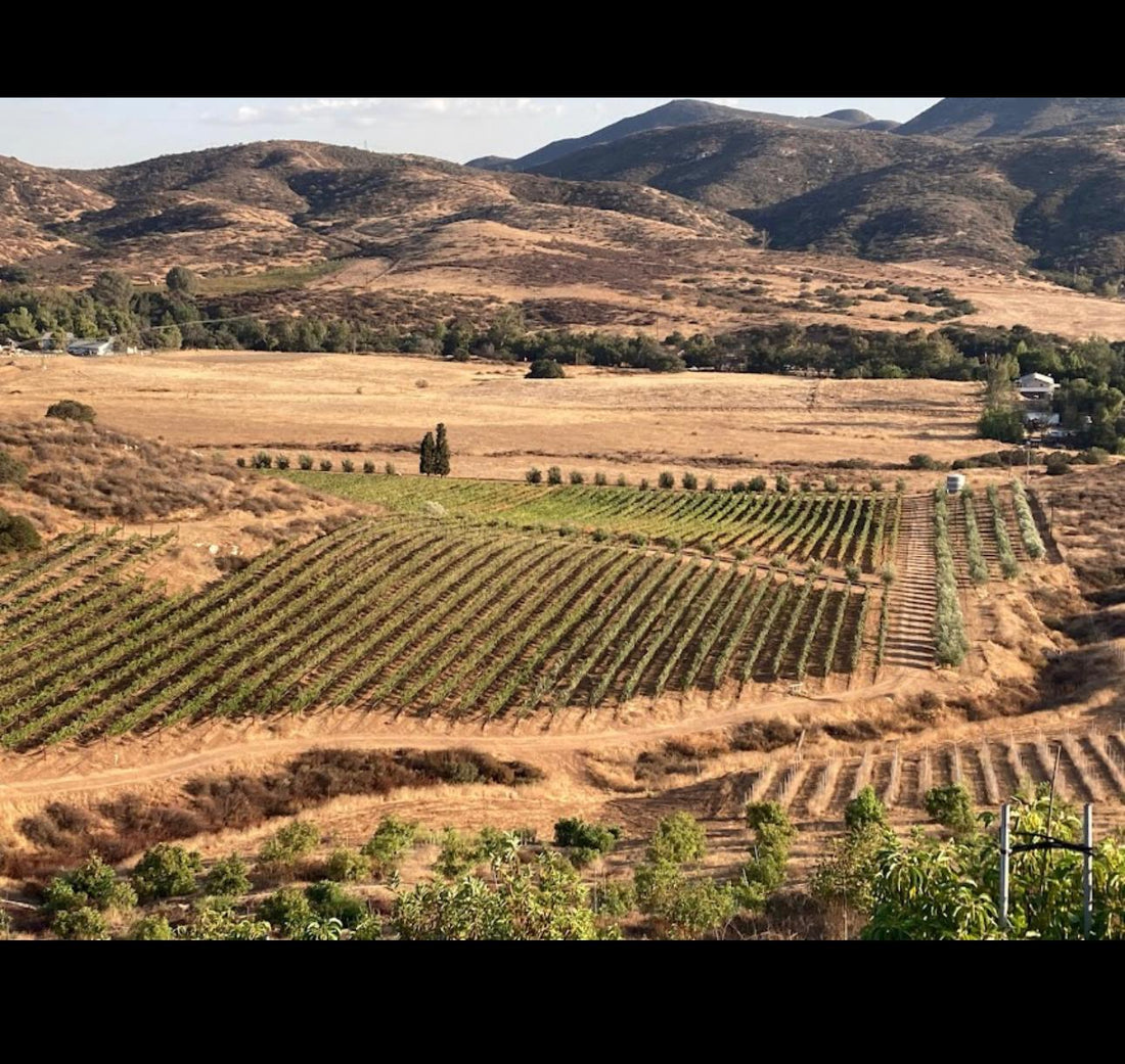 Harvest Season Diary: The Heart of the Vineyard